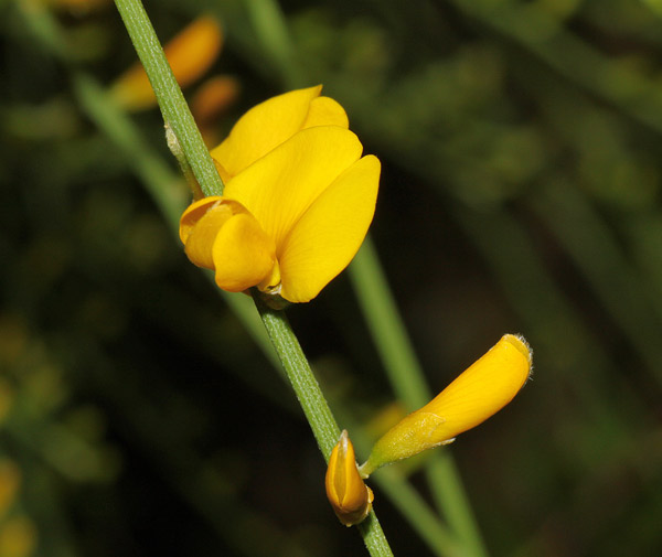 Genista etnensis, Ginestra di Corsica, Binistra, Tiria