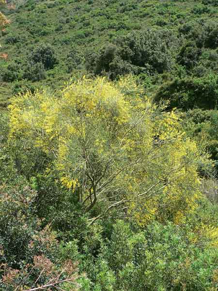 Genista etnensis, Ginestra di Corsica, Binistra, Tiria