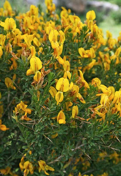 Ginestra di Moris, Ciorisina, Ciorixina, Spina de topis, Tiria burda