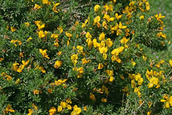 Genista morisii, Ginestra di Moris, Ciorisina, Ciorixina, Spina de topis, Tiria burda