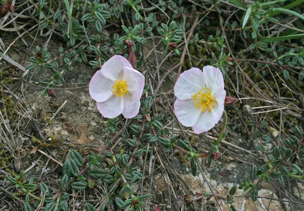 Helianthemum morisianum, Eliantemo di Moris