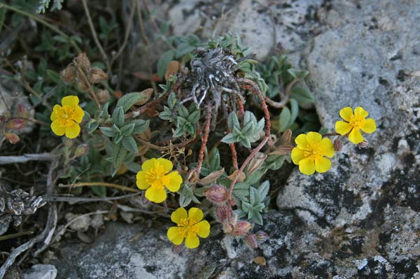 Helianthemum oelandicum subsp. allionii, Eliantemo rupino