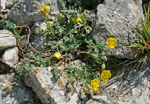 Helianthemum oelandicum subsp. allionii, Eliantemo rupino