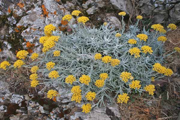 Helichrysum saxatile, Perpetuini di Sardegna, Allue fogu, Sempribiu