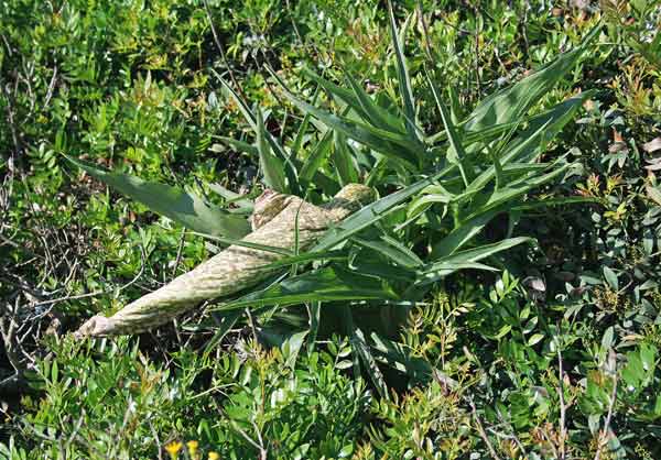 Helicodiceros muscivorus, Gigaro mangiamosche, Serpentaria, Acciappamusca, Ciappamusca, Pappamusca