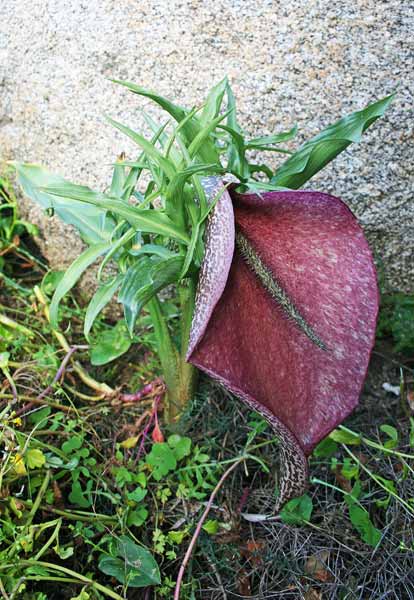 Helicodiceros muscivorus, Gigaro mangiamosche, Serpentaria, Acciappamusca, Ciappamusca, Pappamusca