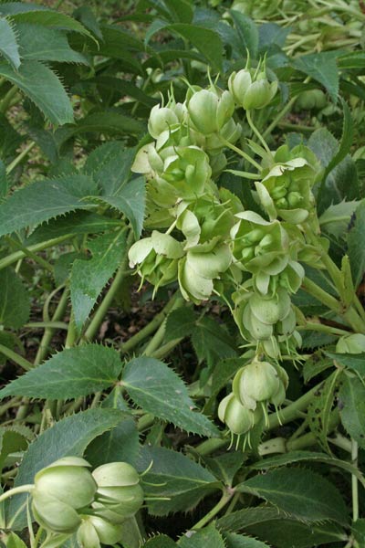 Helleborus lividus subsp. corsicus, Elleboro bianco, E. di Corsica, Billellera, Elleboru, Elleburu, Sebidiglia, Tzeredda