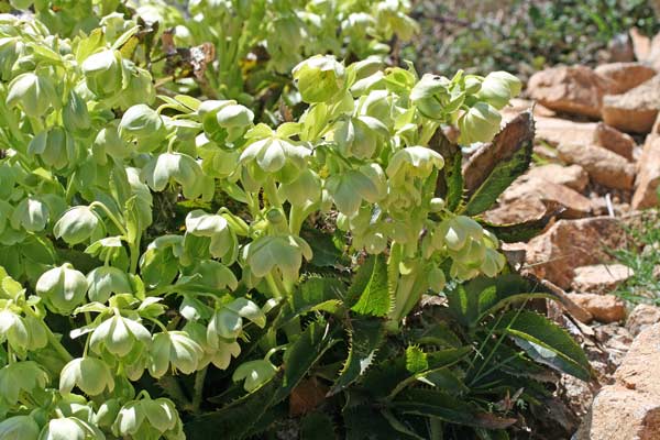 Helleborus lividus subsp. corsicus, Elleboro bianco, E. di Corsica, Billellera, Elleboru, Elleburu, Sebidiglia, Tzeredda