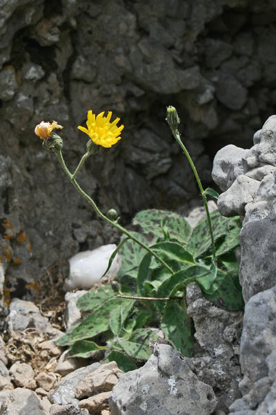 Hieracium irginianum, Sparviere di Girgini, Sparviere di Sa Irgini