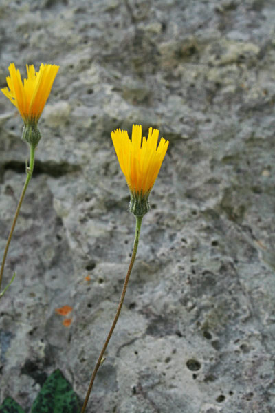 Hieracium pictum subsp. irginianum, Sparviere di Sa Irgini