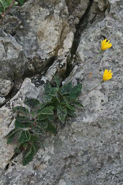 Hieracium pictum subsp. irginianum, Sparviere di Girgini, Sparviere di Sa Irgini