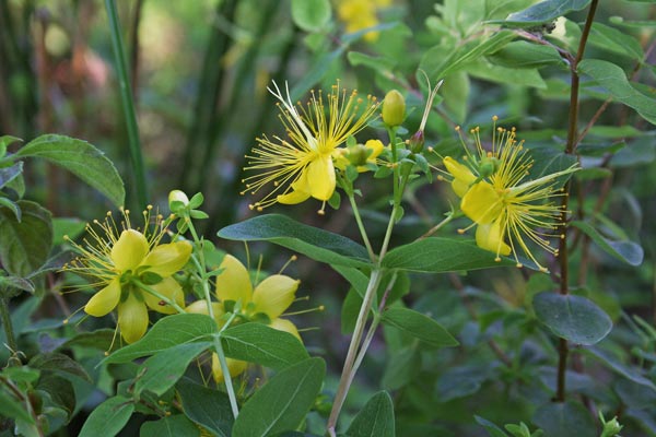 Hypericum hircinum, Erba caprina, Erba di San Giovanni, Ruta caprina, Murta crabina