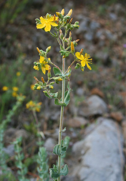 Hypericum scruglii, Iperico di Scrugli