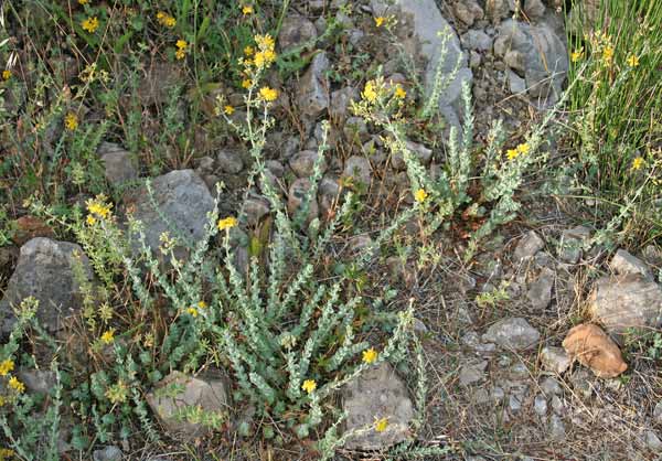 Hypericum scruglii, Iperico di Scrugli