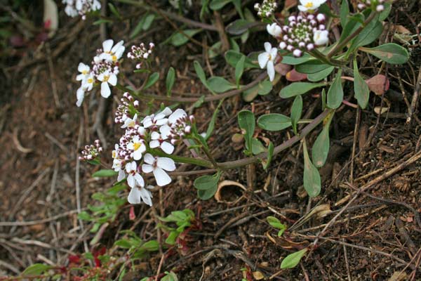 Iberis integerrima, Iberide, Tlaspo