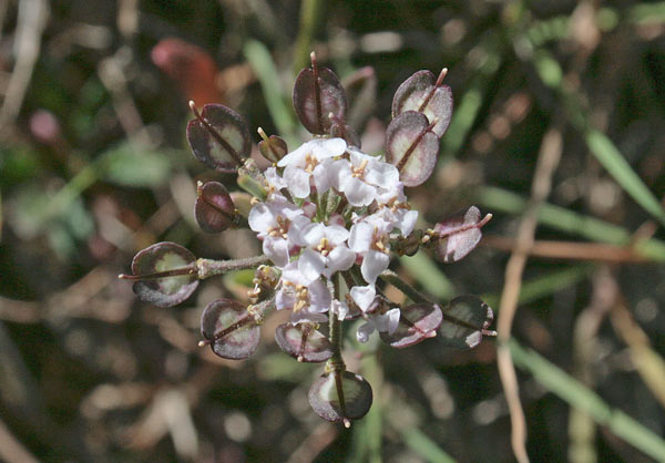 Iberis integerrima, Iberide, Tlaspo