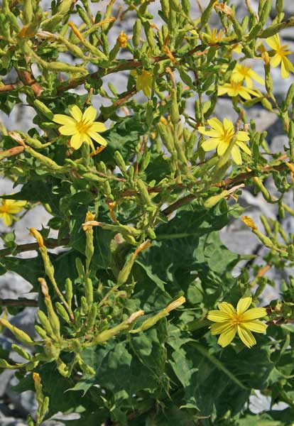 Lactuca longidentata, Lattuga del Monte Albo, Camingioni de porcus