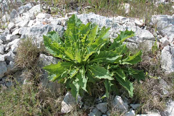 Lactuca longidentata, Lattuga del Monte Albo, Camingioni de porcus