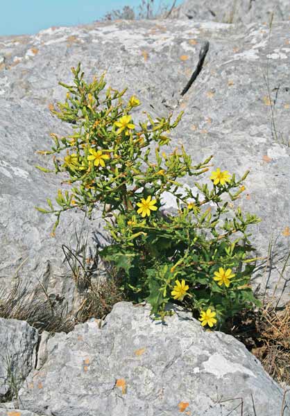 Lactuca longidentata, Lattuga del Monte Albo, Camingioni de porcus