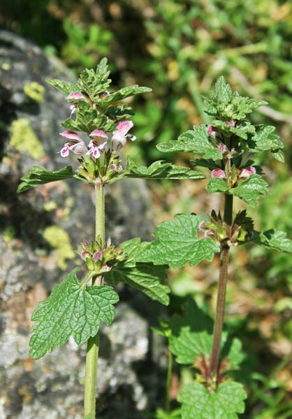 Lamium garganicum subsp. corsicum, Falsa-Ortica di Corsica, Pitzianti masedu