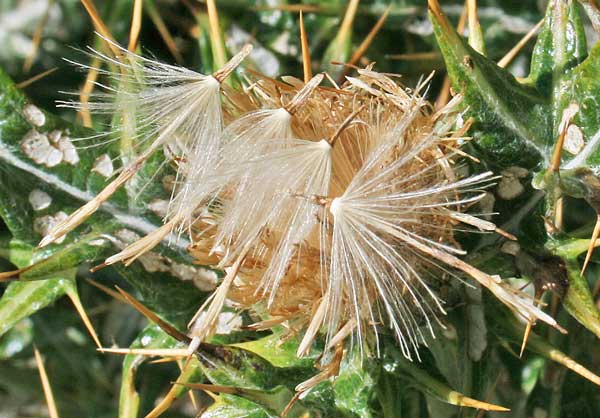 Lamyropsis microcephala, Cardo del Gennargentu