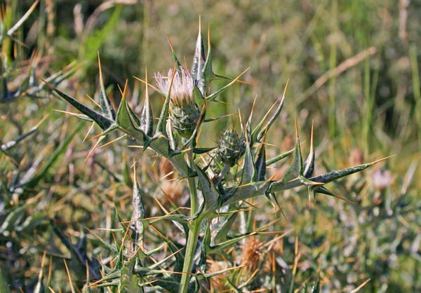 Lamyropsis microcephala, Cardo del Gennargentu