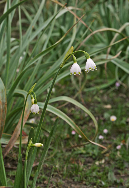 Leucojum aestivum subsp. pulchellum, Campanelle