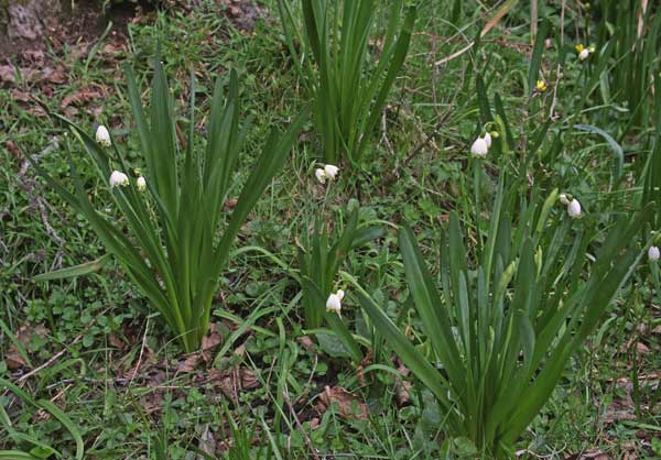 Leucojum aestivum subsp. pulchellum, Campanelle