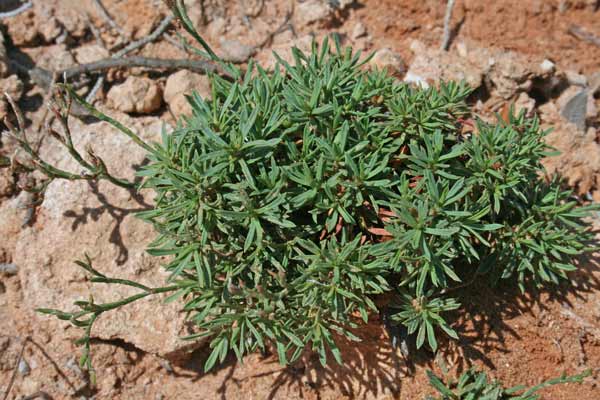 Limonium acutifolium subsp. tenuifolium, Limonio a foglie sottili, Frori de mari