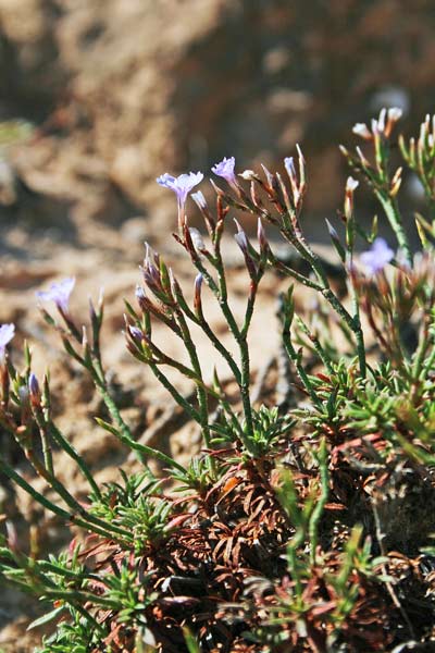 Limonium acutifolium subsp. tenuifolium, Limonio a foglie sottili, Frori de mari