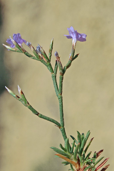 Limonium acutifolium subsp. tenuifolium, Limonio a foglie sottili, Frori de mari