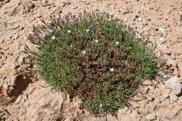 Limonium acutifolium subsp. tenuifolium, Limonio a foglie sottili, Frori de mari