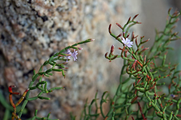 Limonium contortirameum, Limonio contorto, Frori de mari