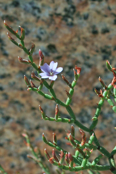 Limonium contortirameum, Limonio contorto, Frori de mari