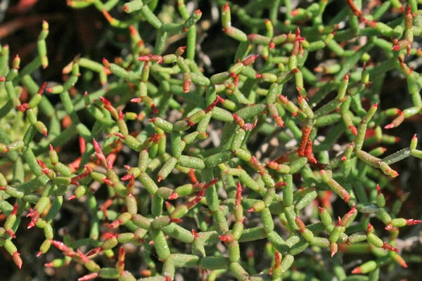 Limonium contortirameum, Limonio contorto, Frori de mari