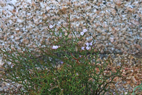 Limonium contortirameum, Limonio contorto, Frori de mari