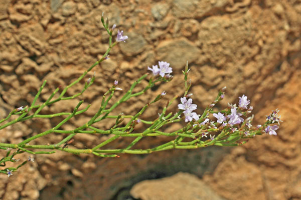 Limonium hermaeum, Limonio di Tavolara, Frori de mari