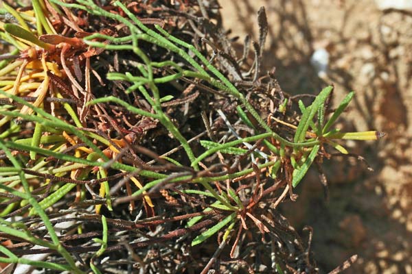 Limonium hermaeum, Limonio di Tavolara, Frori de mari