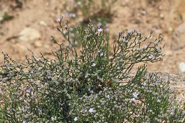 Limonium hermaeum, Limonio di Tavolara, Frori de mari