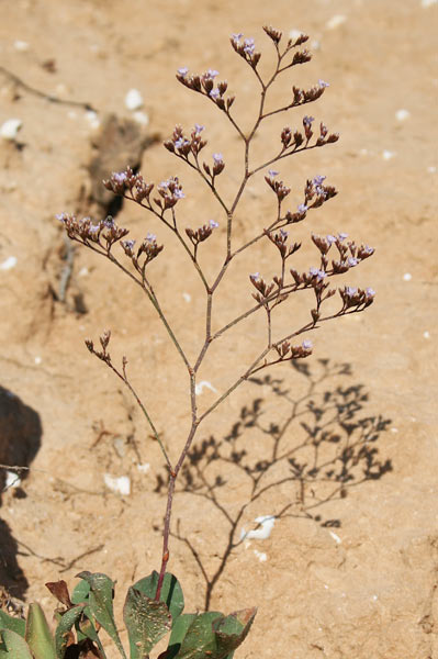 Limonium lausianum, Limonio di Lausi, Frori de mari