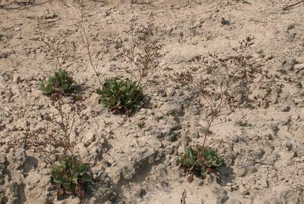 Limonium lausianum, Limonio di Lausi, Frori de mari