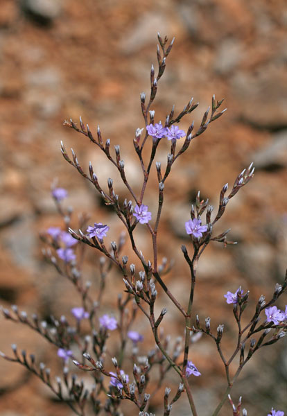 Limonium merxmuelleri, Limonio di Merxmüller, Frori de mari