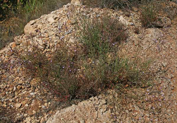 Limonium merxmuelleri, Limonio di Merxmüller, Frori de mari