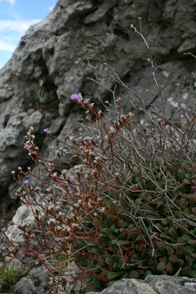 Limonium morisianum, Limonio di Moris