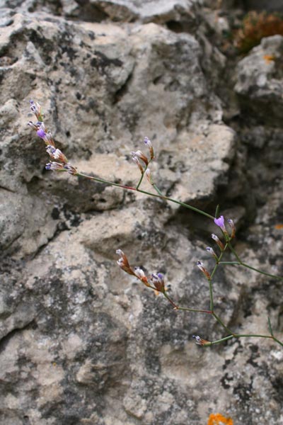 Limonium morisianum, Limonio di Moris