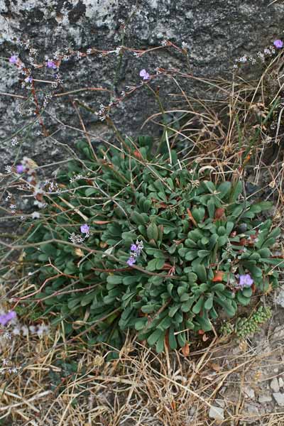 Limonium morisianum, Limonio di Moris