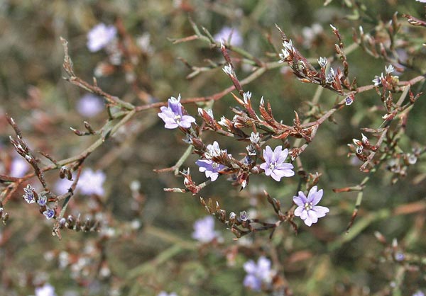 Limonium retirameum, Limonio marino, Statice, Frori de mari