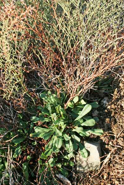 Limonium retirameum, Limonio marino, Statice, Frori de mari