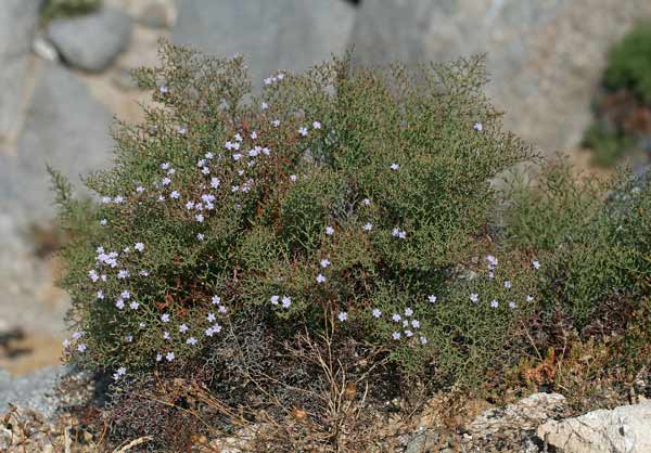 Limonium retirameum, Limonio marino, Statice, Frori de mari