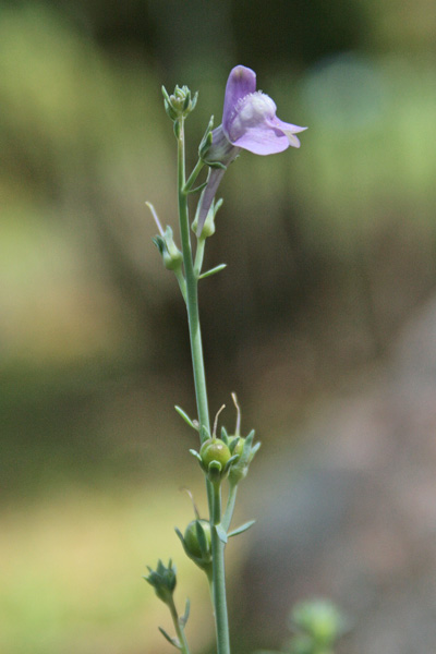 Linaria arcusangeli, Linajola dell’Arco dell’Angelo, Angolieddas, Angolia, Angolias, Angulias, Angulis, Bucchixedd’e lioni